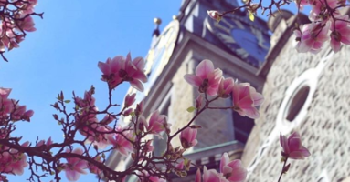 Blumen_Zuerich