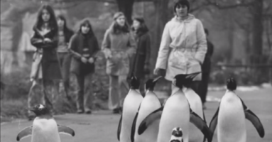 Pinguinspaziergang