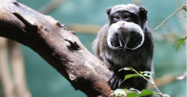 Zoo_Z