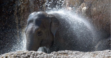 Elefant_Zoo
