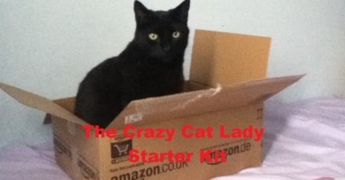 Cat_in_a_Box