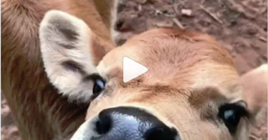 cow