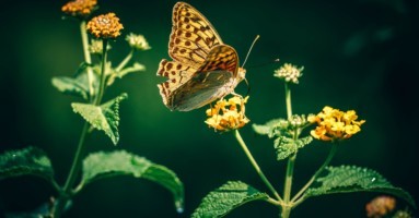 fancycrave-125073-unsplash